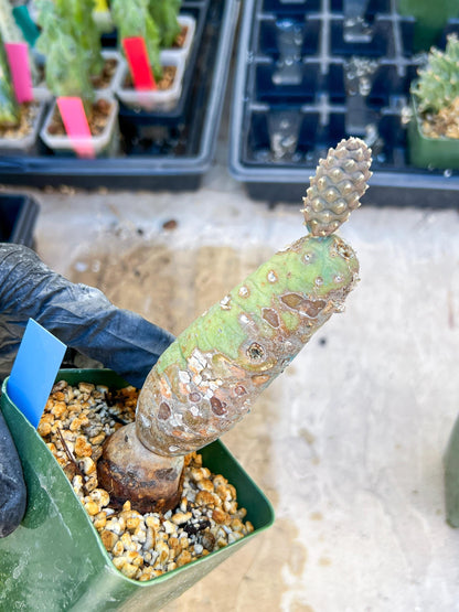 Tephrocactus articulatus (Blue) | DMG from Shipping