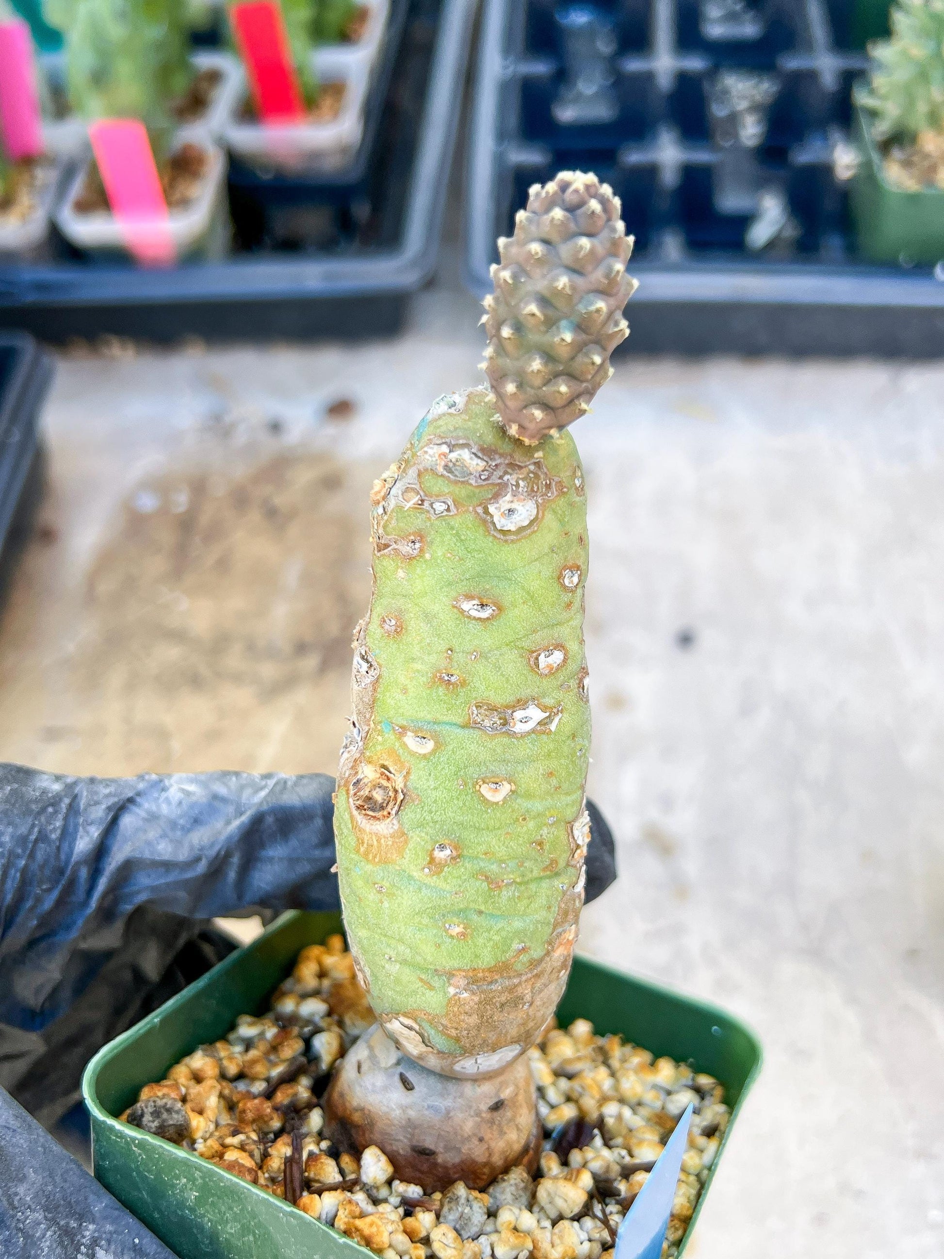 Tephrocactus articulatus (Blue) | DMG from Shipping