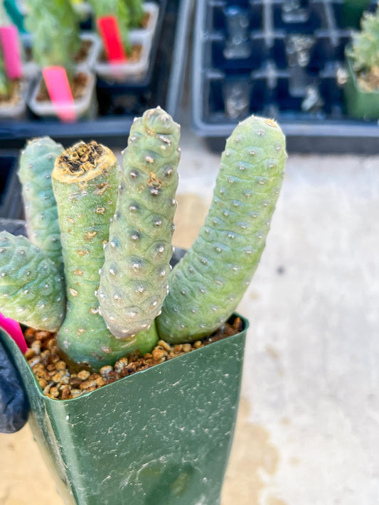 Rare Tephrocactus articulatus (Pink) | DMG from Shipping
