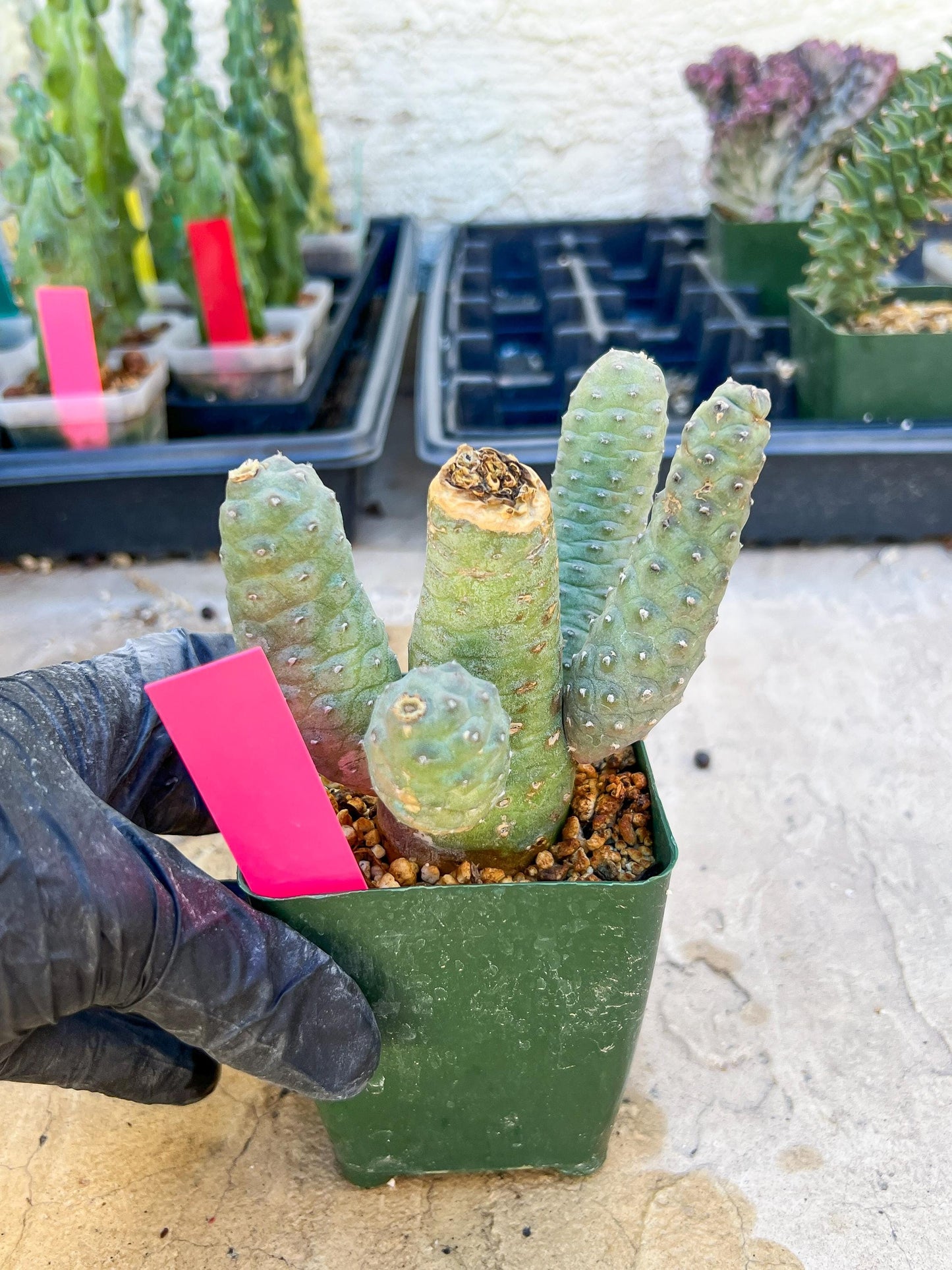 Rare Tephrocactus articulatus (Pink) | DMG from Shipping