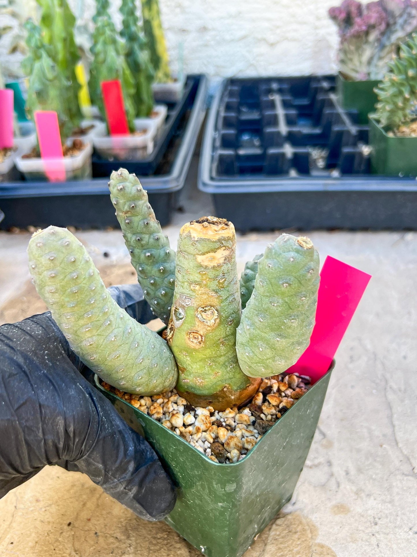 Rare Tephrocactus articulatus (Pink) | DMG from Shipping