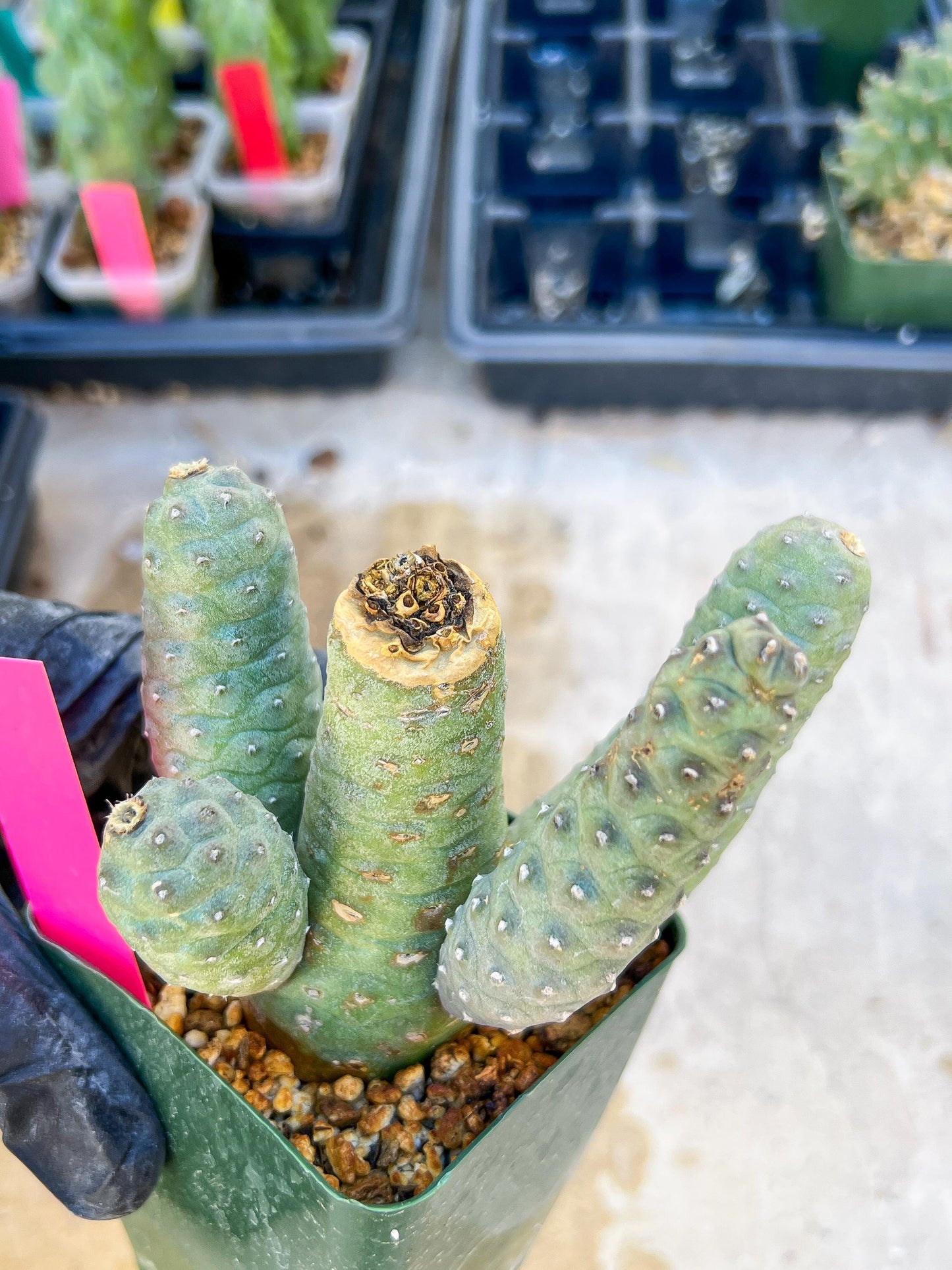 Rare Tephrocactus articulatus (Pink) | DMG from Shipping