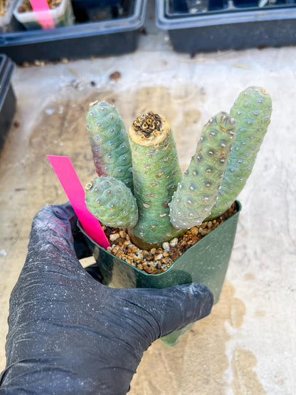 Rare Tephrocactus articulatus (Pink) | DMG from Shipping