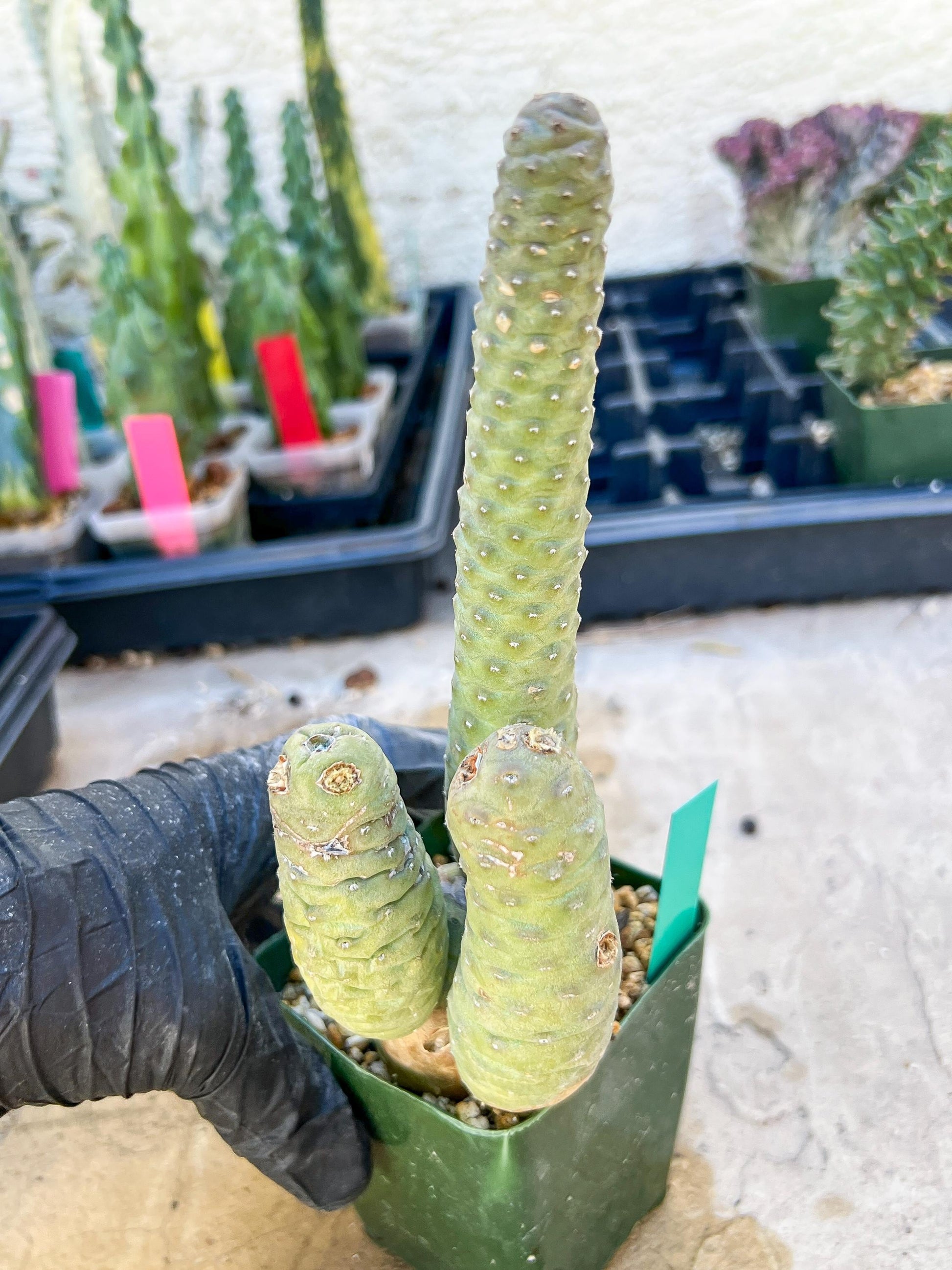 Rare Tephrocactus articulatus (Green) | DMG from Shipping