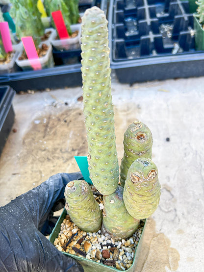 Rare Tephrocactus articulatus (Green) | DMG from Shipping