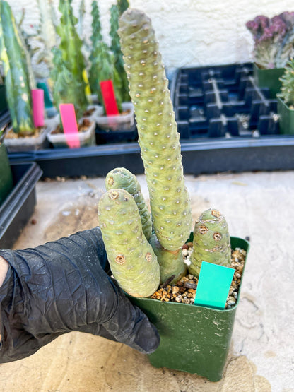 Rare Tephrocactus articulatus (Green) | DMG from Shipping