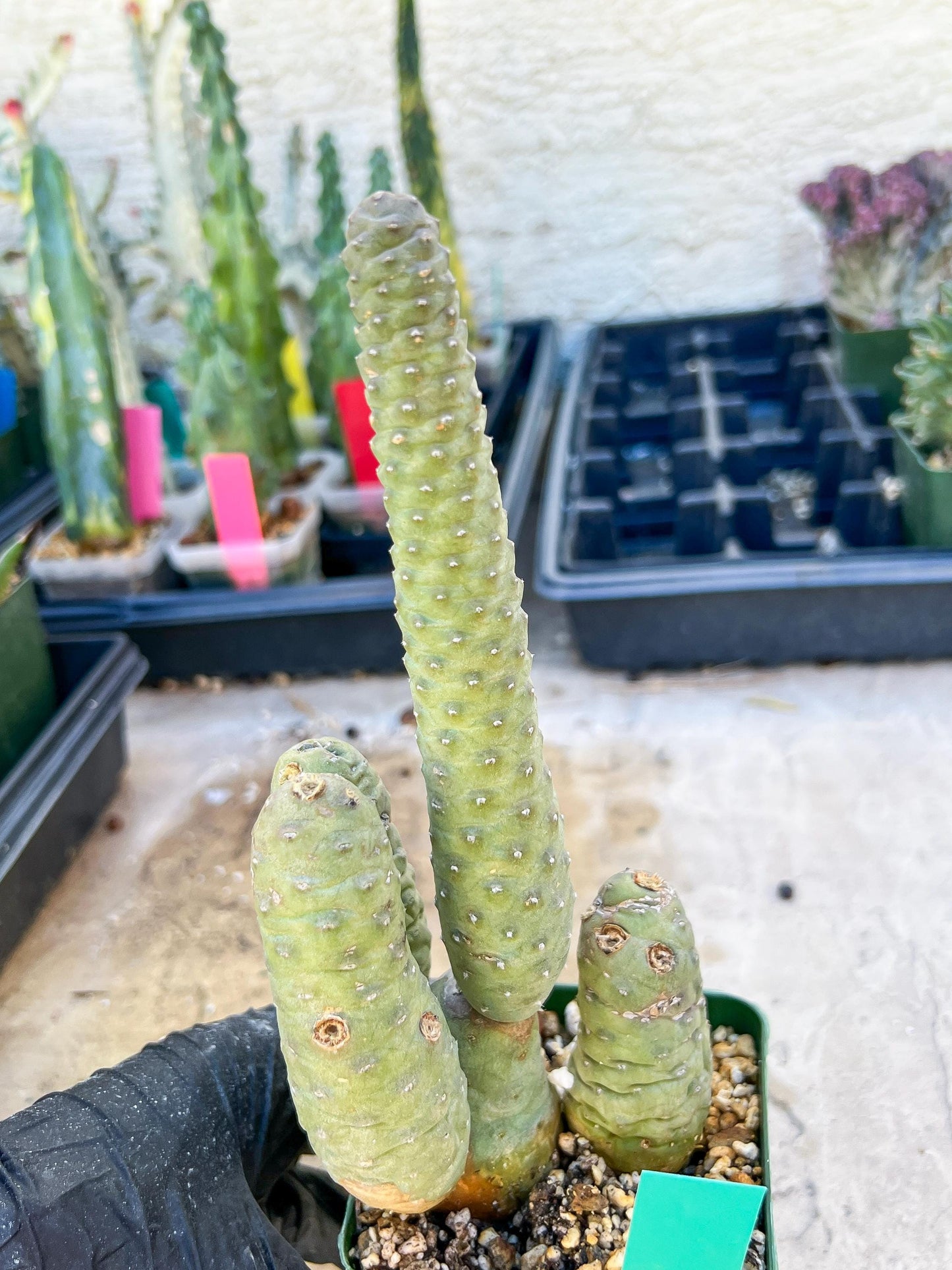 Rare Tephrocactus articulatus (Green) | DMG from Shipping