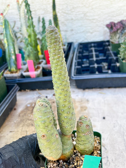 Rare Tephrocactus articulatus (Green) | DMG from Shipping