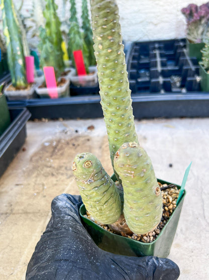 Rare Tephrocactus articulatus (Green) | DMG from Shipping