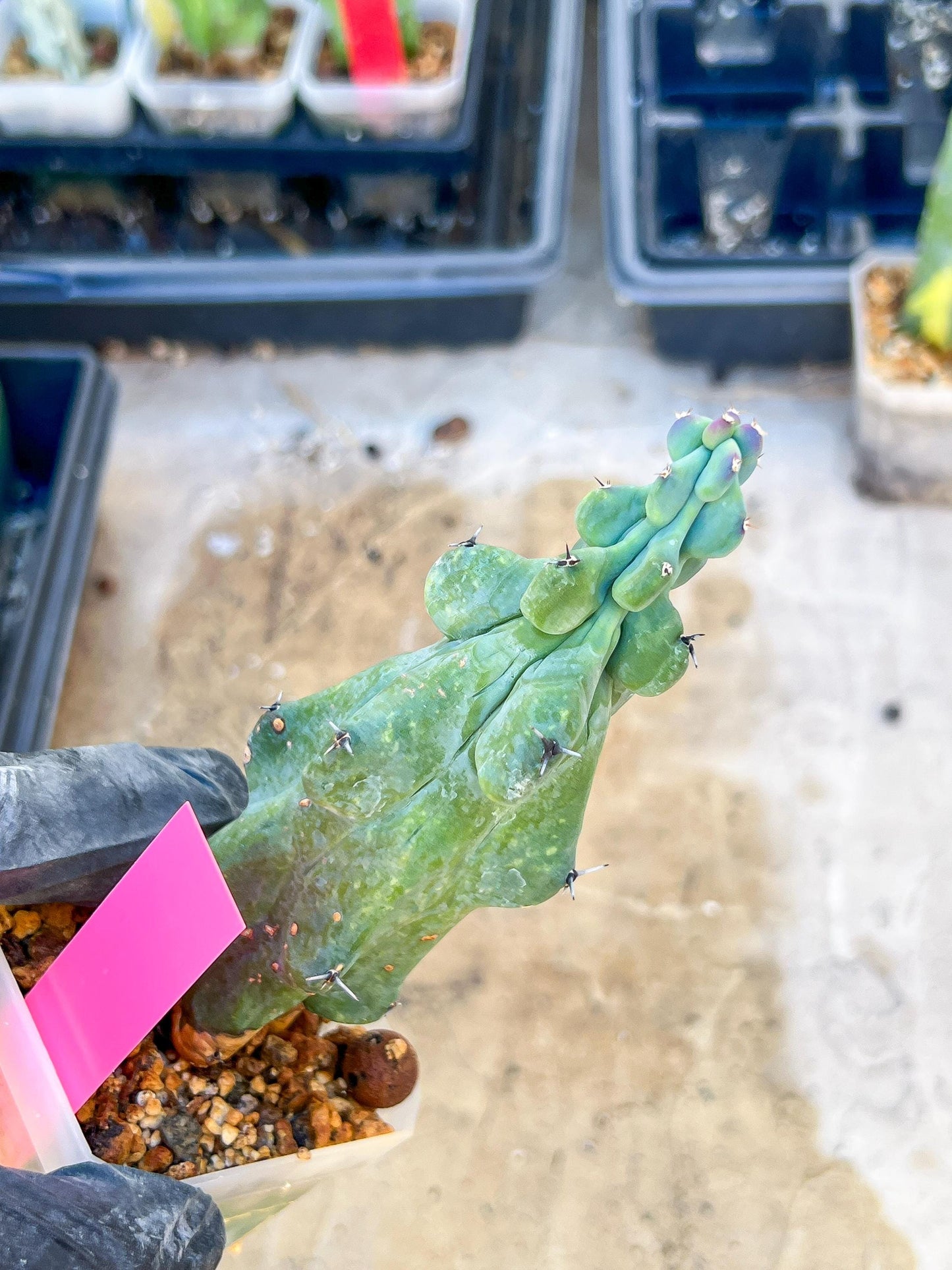 Boobie Cactus (Pink) | Myrtillocactus geometrizans