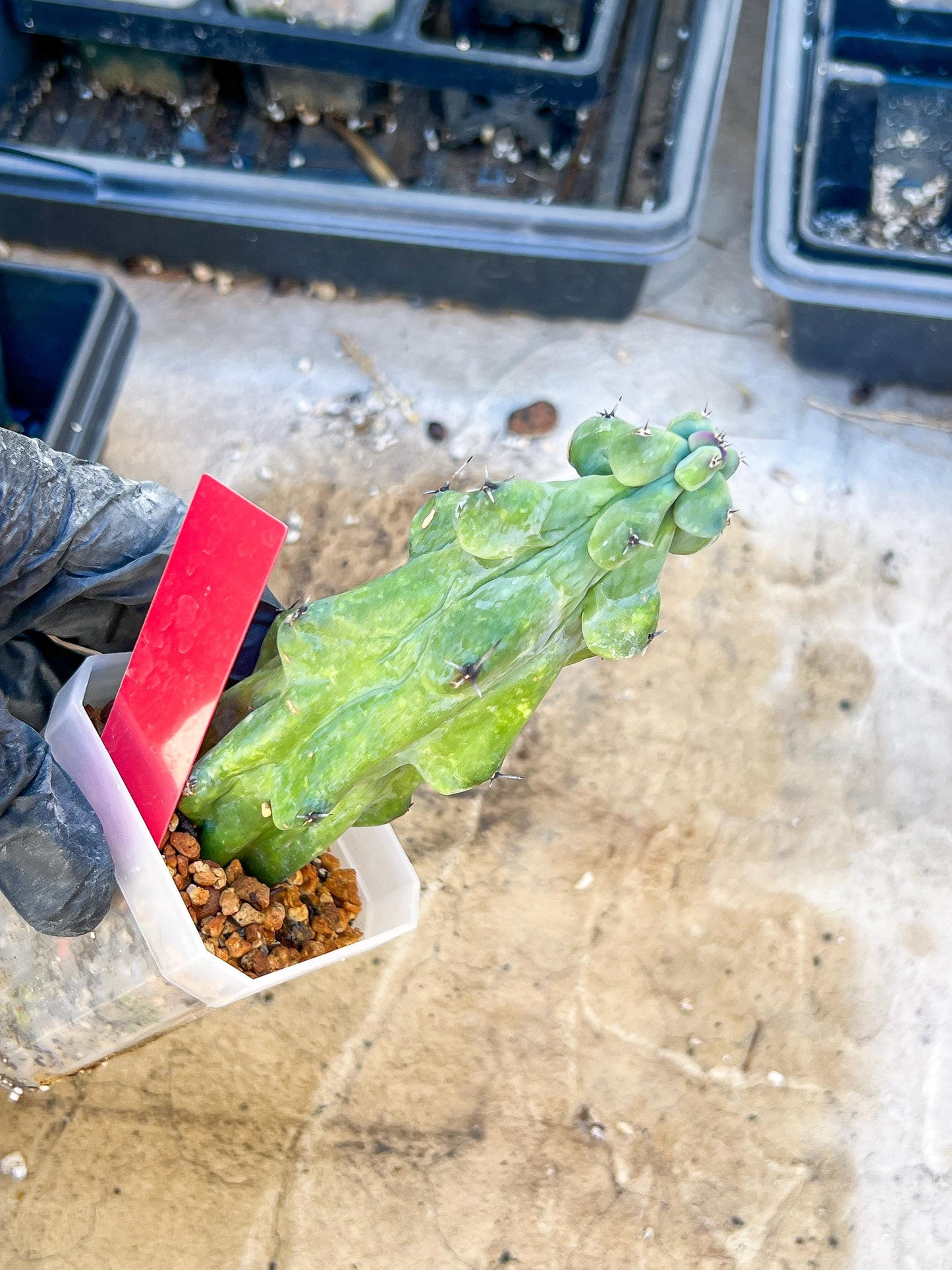 Boobie Cactus (Red) | Myrtillocactus geometrizans