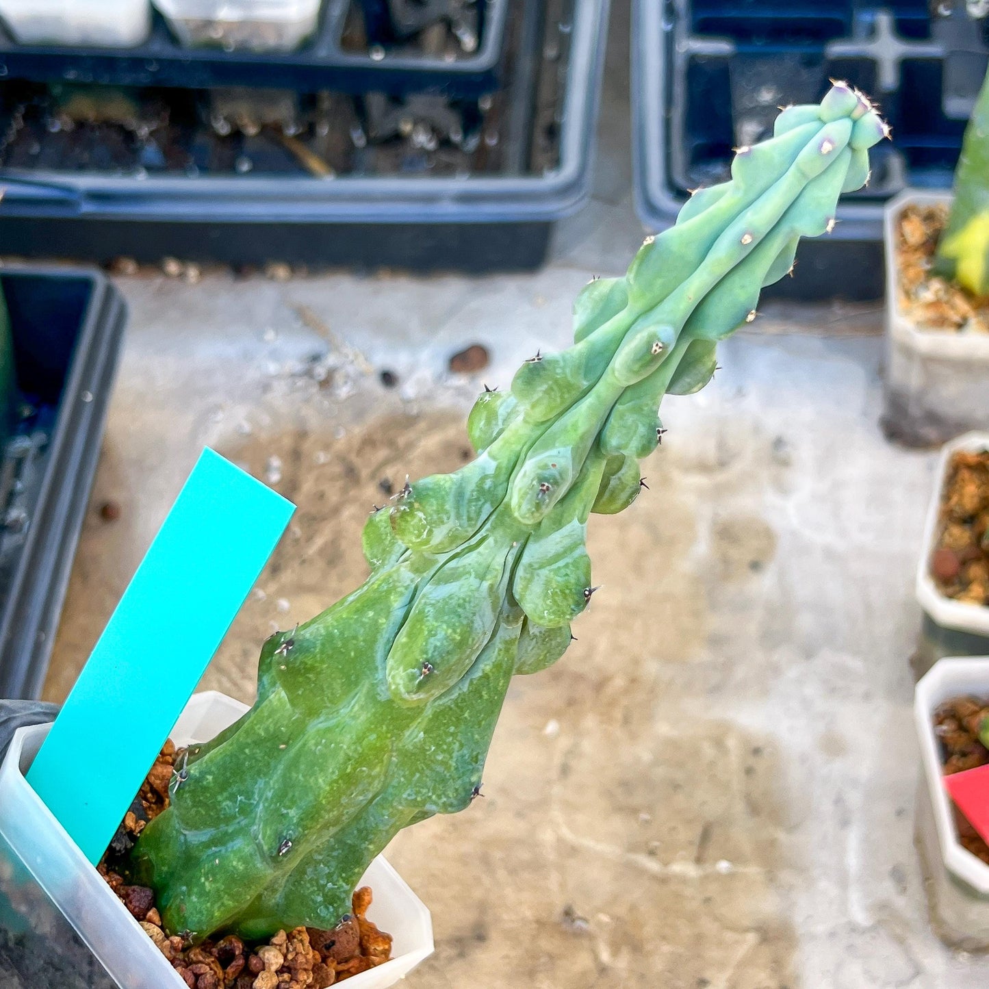 Boobie Cactus (Green) | Myrtillocactus geometrizans