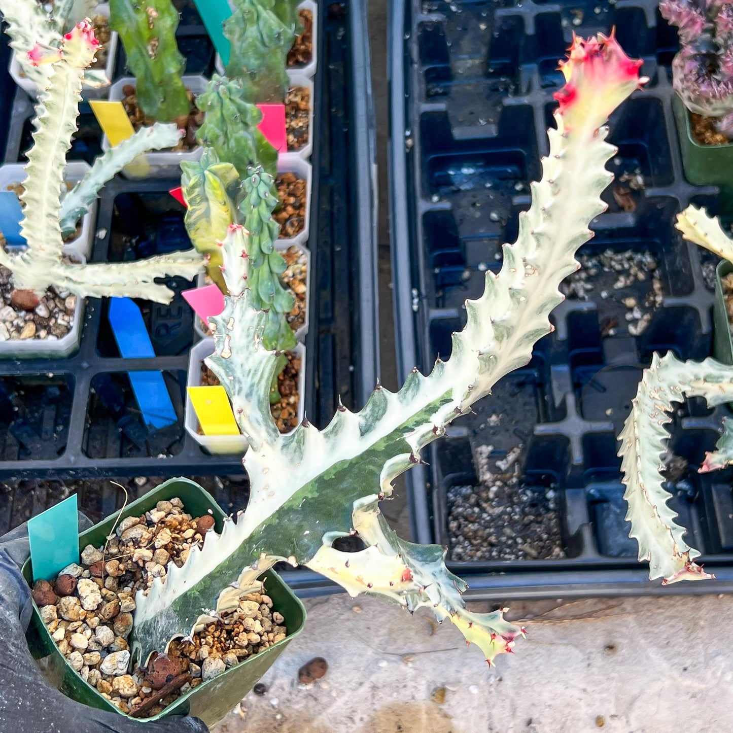 Large Euphorbia Lactea (Green) | Imported Cactus