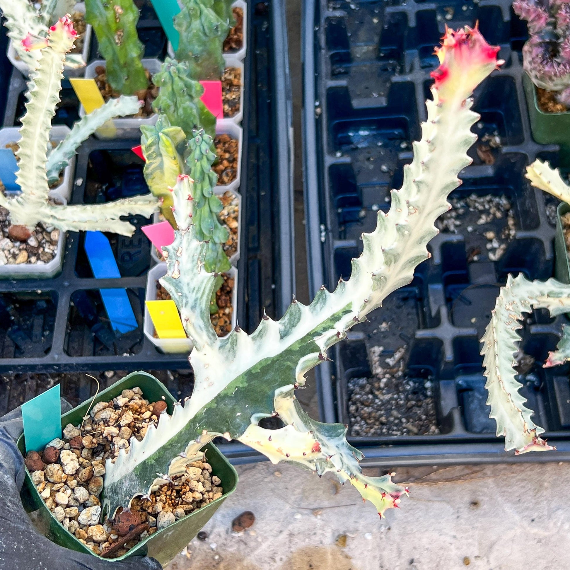 Large Euphorbia Lactea (Green) | Imported Cactus