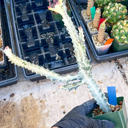 Large Euphorbia Lactea (Blue) | Imported Cactus