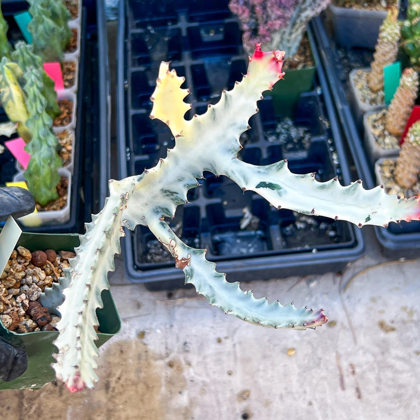 Large Euphorbia Lactea (Yellow) | Imported Cactus