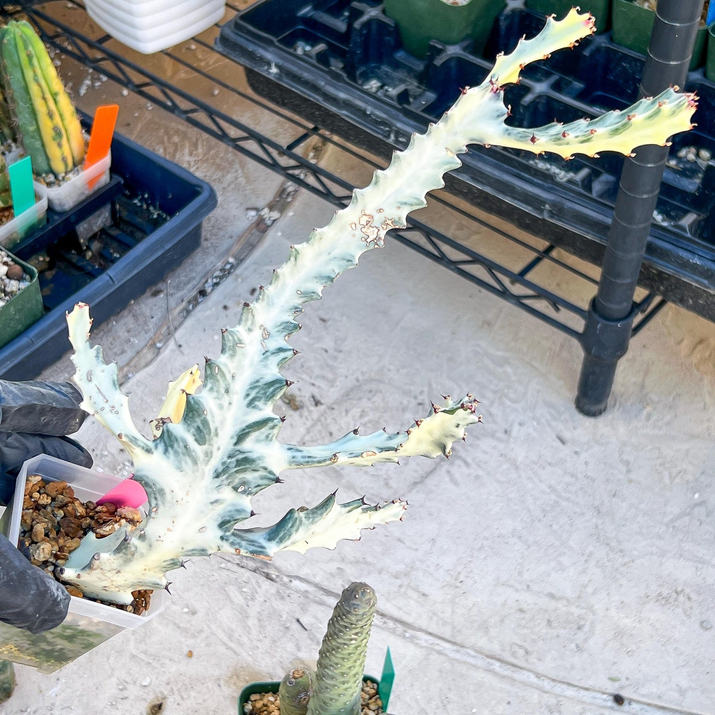 Large Euphorbia Lactea (G2) | Imported Cactus | Rare Succulent