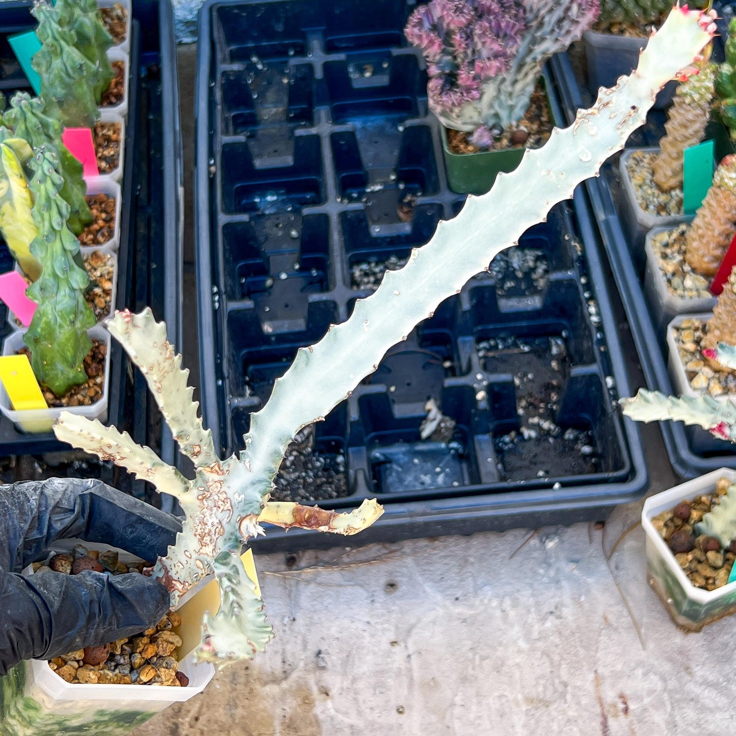 Large Euphorbia Lactea (G2) | Imported Cactus | Rare Succulent