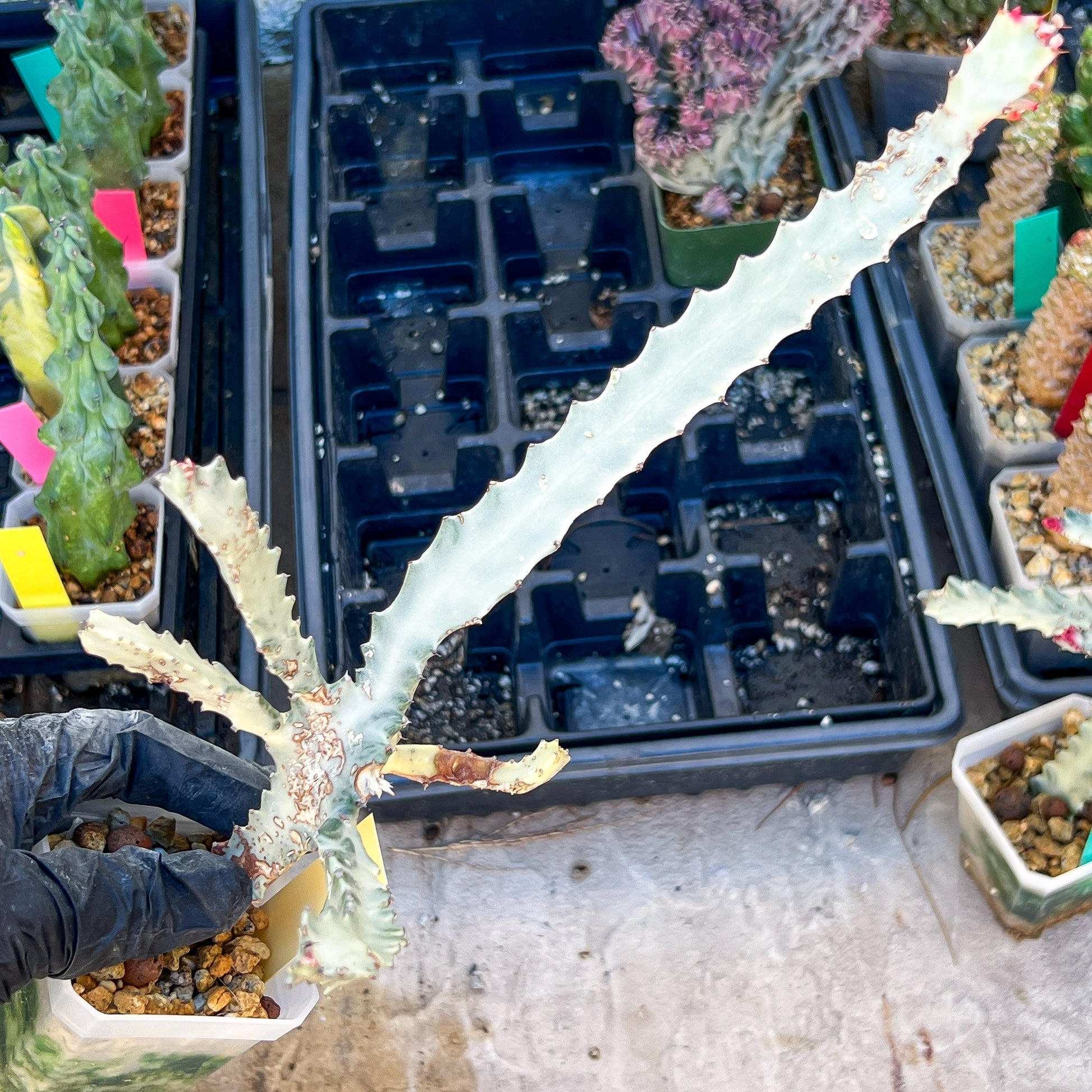 Large Euphorbia Lactea (G2) | Imported Cactus | Rare Succulent