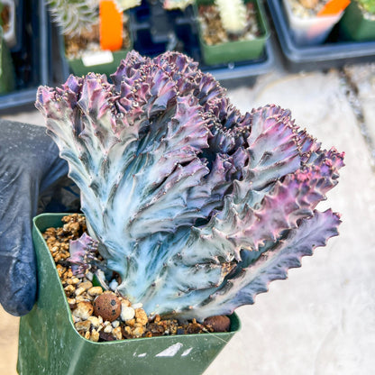 Lactea Crested Grafted Shot body | Imported | Mermaid Fin Plant