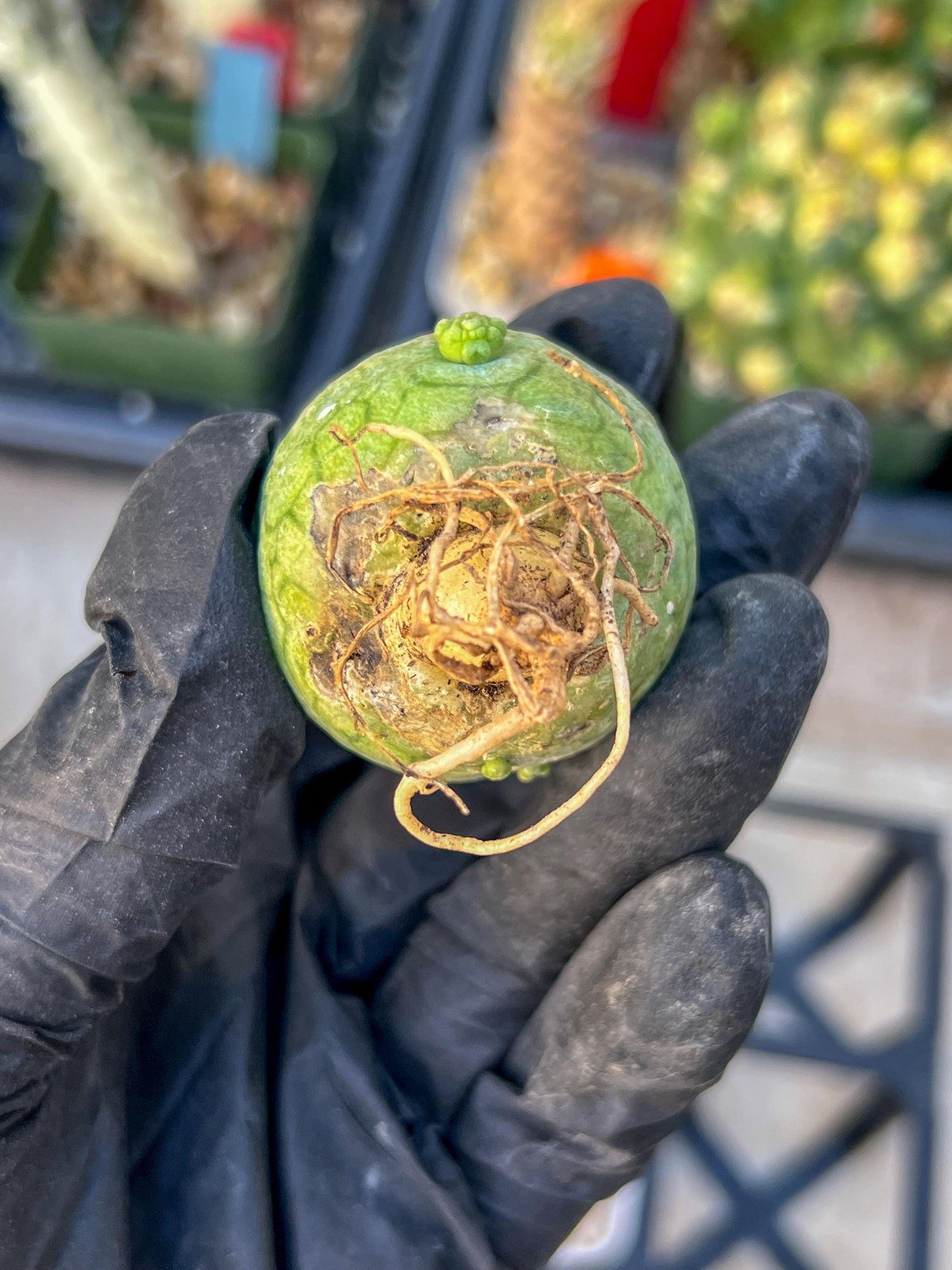 Migiurtinus Balls (#7~8) | Imported Cactus | Rare Succulent