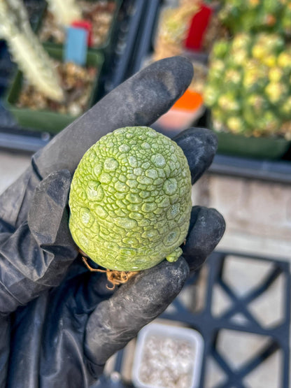 Migiurtinus Balls (#7~8) | Imported Cactus | Rare Succulent