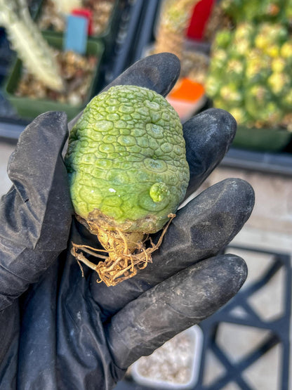 Migiurtinus Balls (#7~8) | Imported Cactus | Rare Succulent