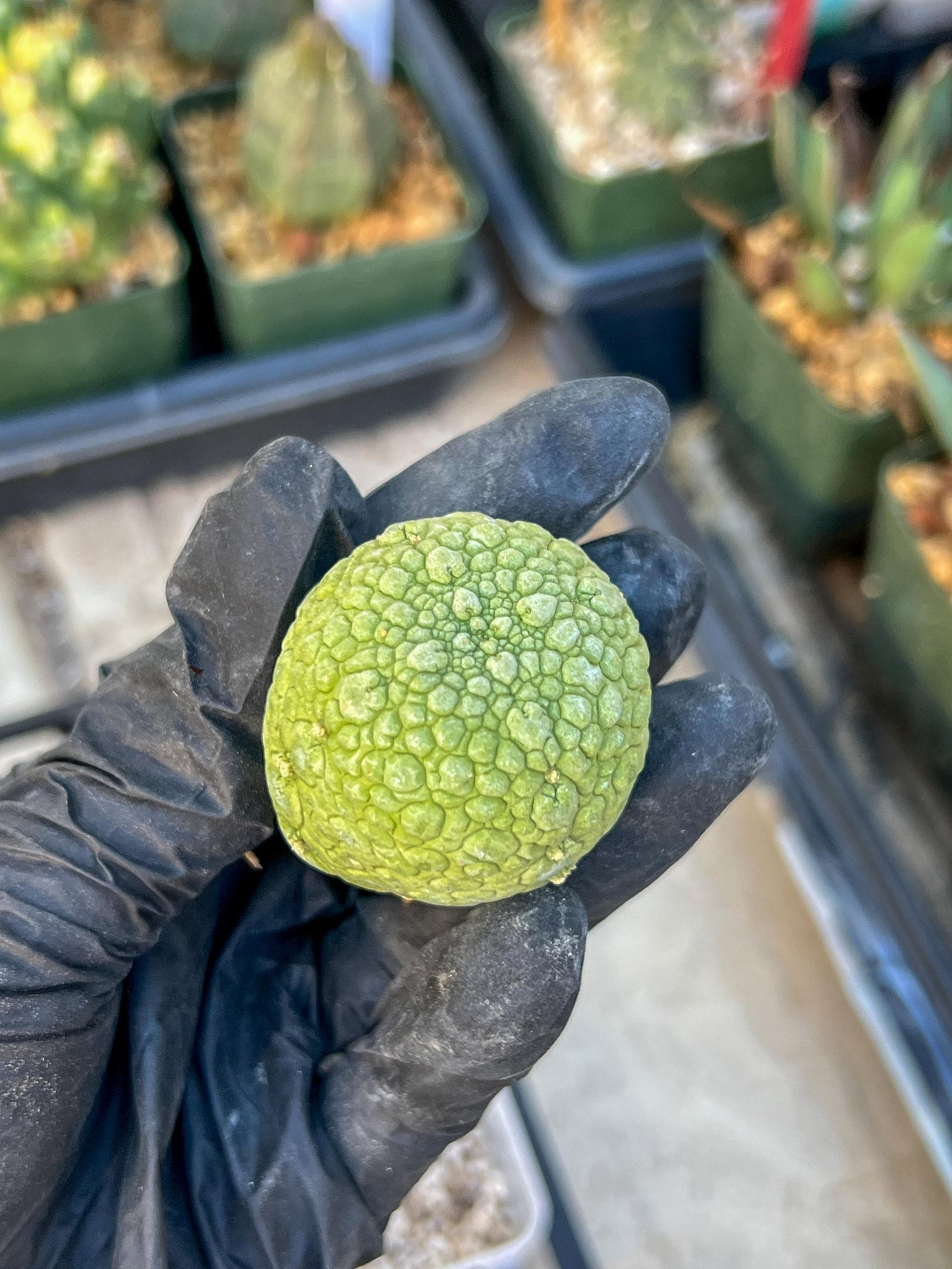 Migiurtinus Balls (#5~6) | Imported Cactus | Rare Succulent