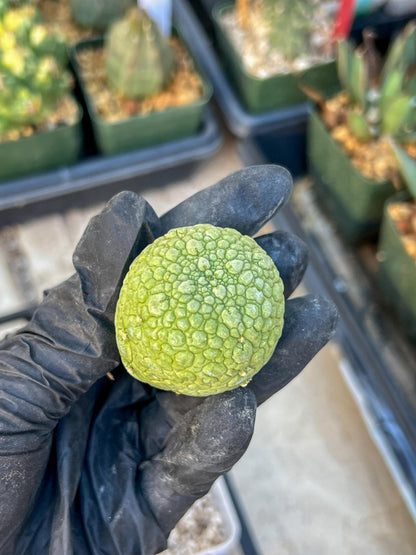 Migiurtinus Balls (#5~6) | Imported Cactus | Rare Succulent