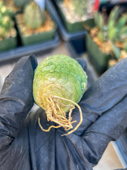 Migiurtinus Balls (#5~6) | Imported Cactus | Rare Succulent