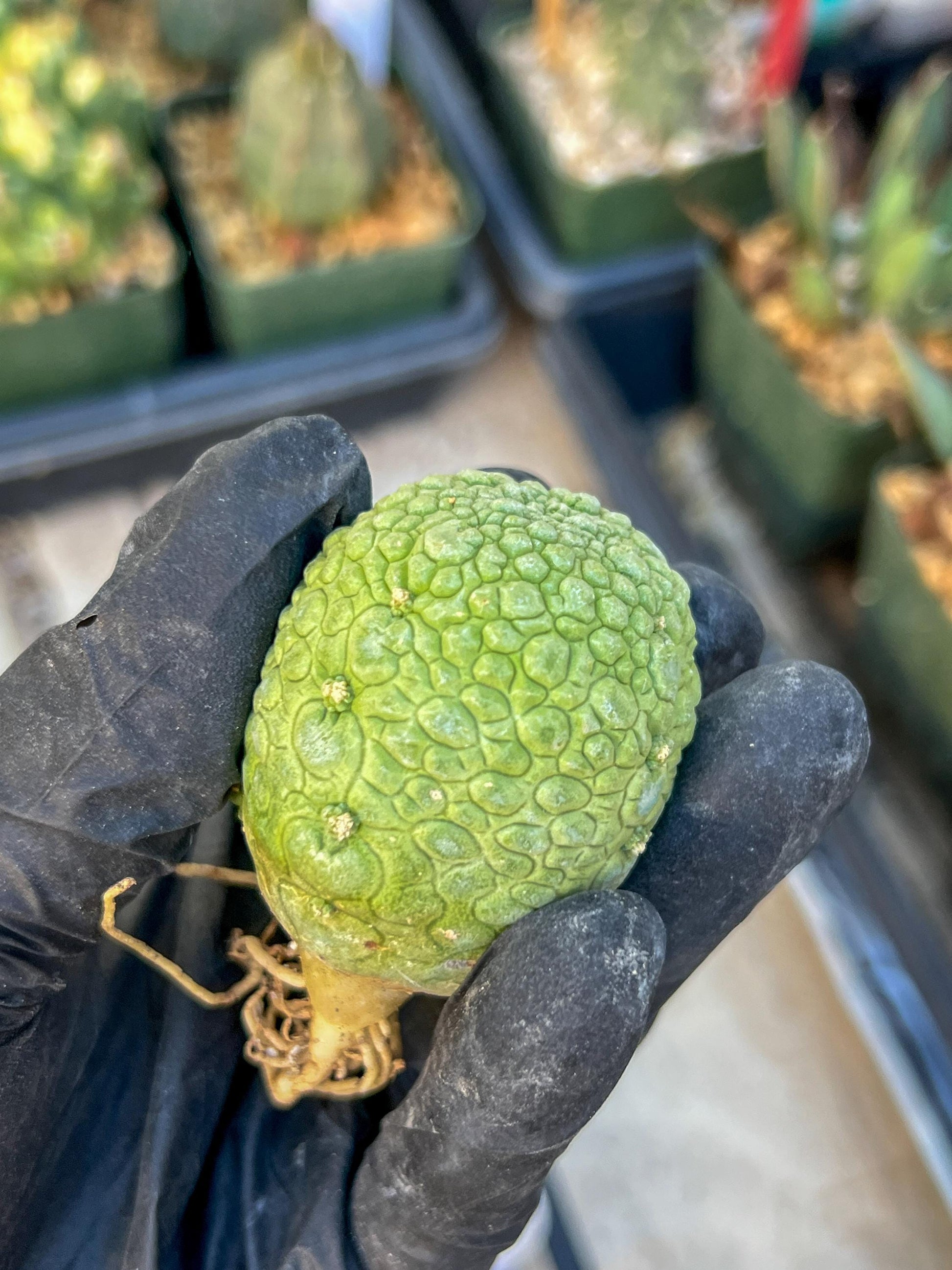 Migiurtinus Balls (#5~6) | Imported Cactus | Rare Succulent