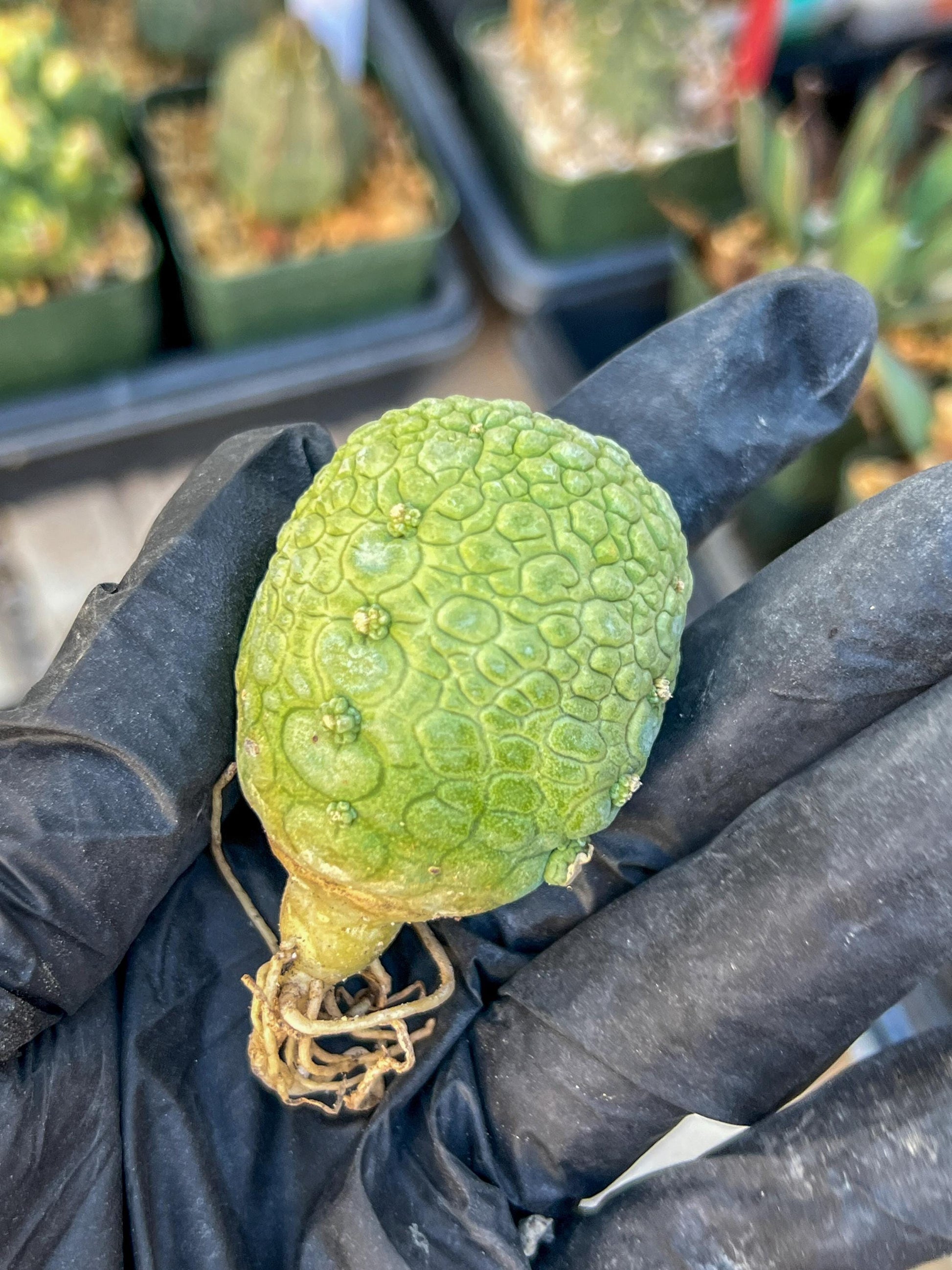 Migiurtinus Balls (#5~6) | Imported Cactus | Rare Succulent