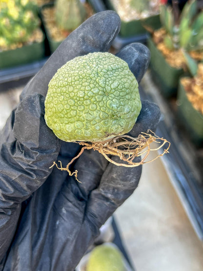 Migiurtinus Balls (#1~2) | Imported Cactus | Rare Succulent