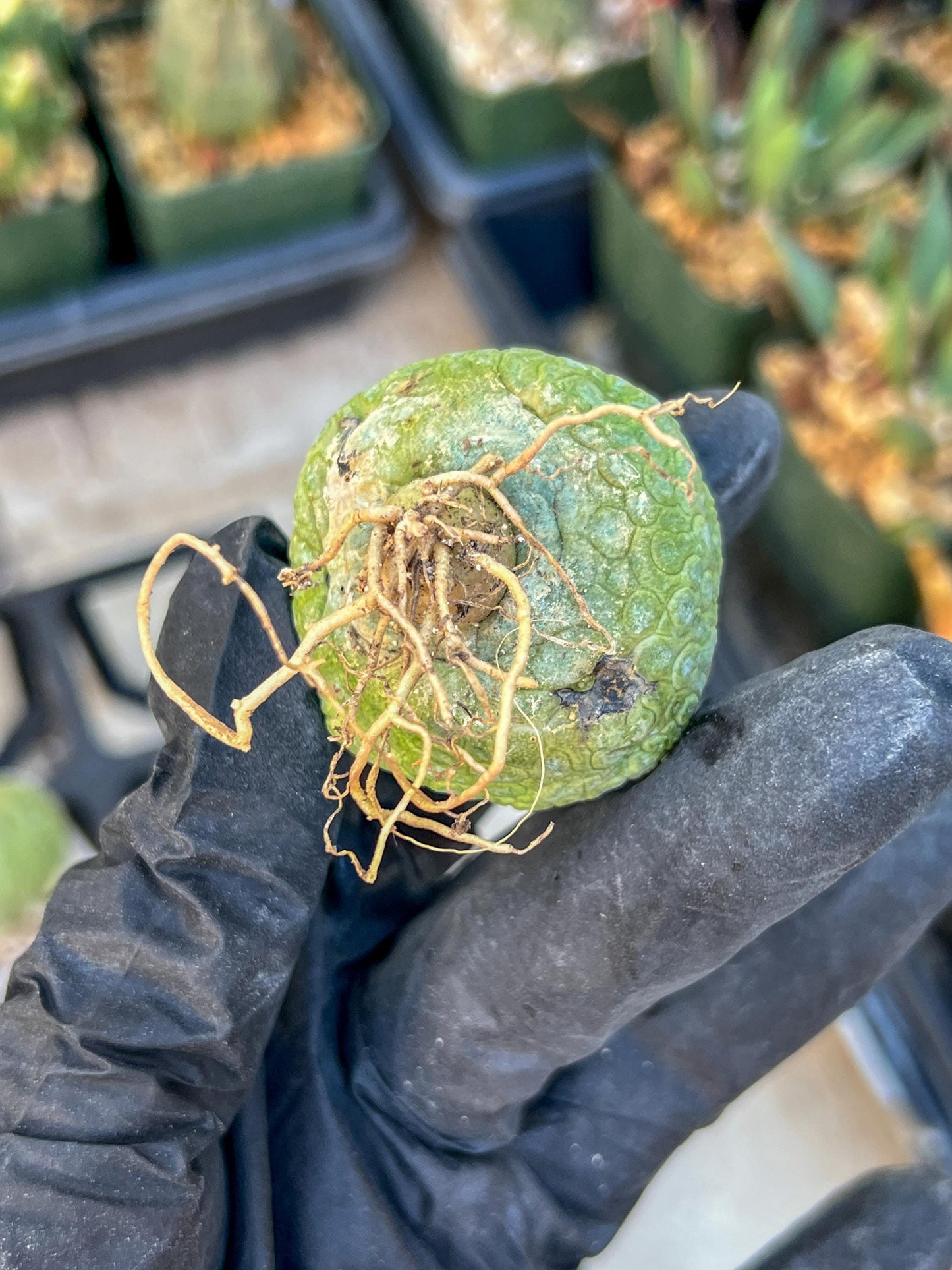 Migiurtinus Balls (#1~2) | Imported Cactus | Rare Succulent