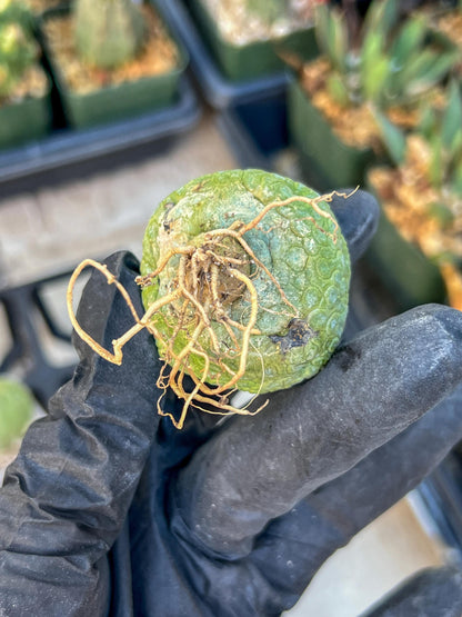 Migiurtinus Balls (#1~2) | Imported Cactus | Rare Succulent