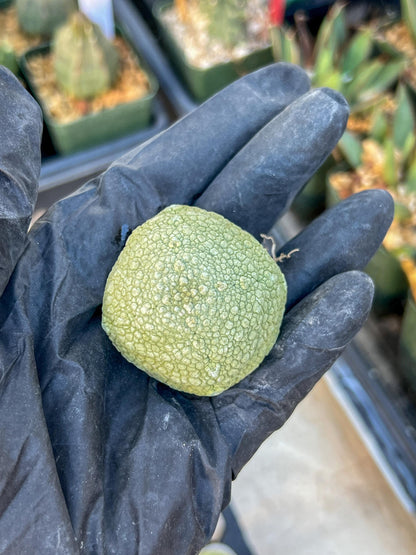 Migiurtinus Balls (#1~2) | Imported Cactus | Rare Succulent