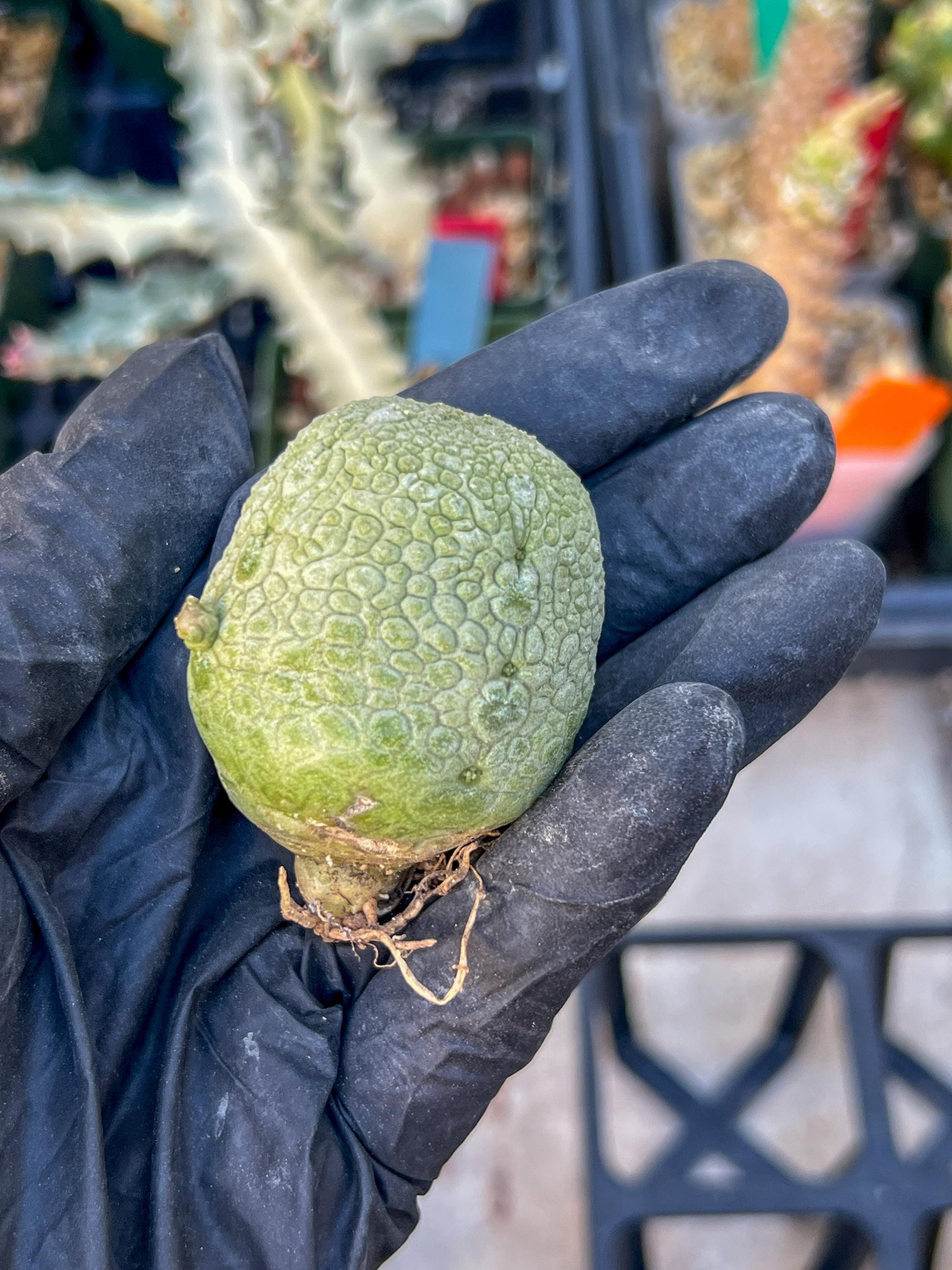 Migiurtinus Balls (#3~4) | Imported Cactus | Rare Succulent