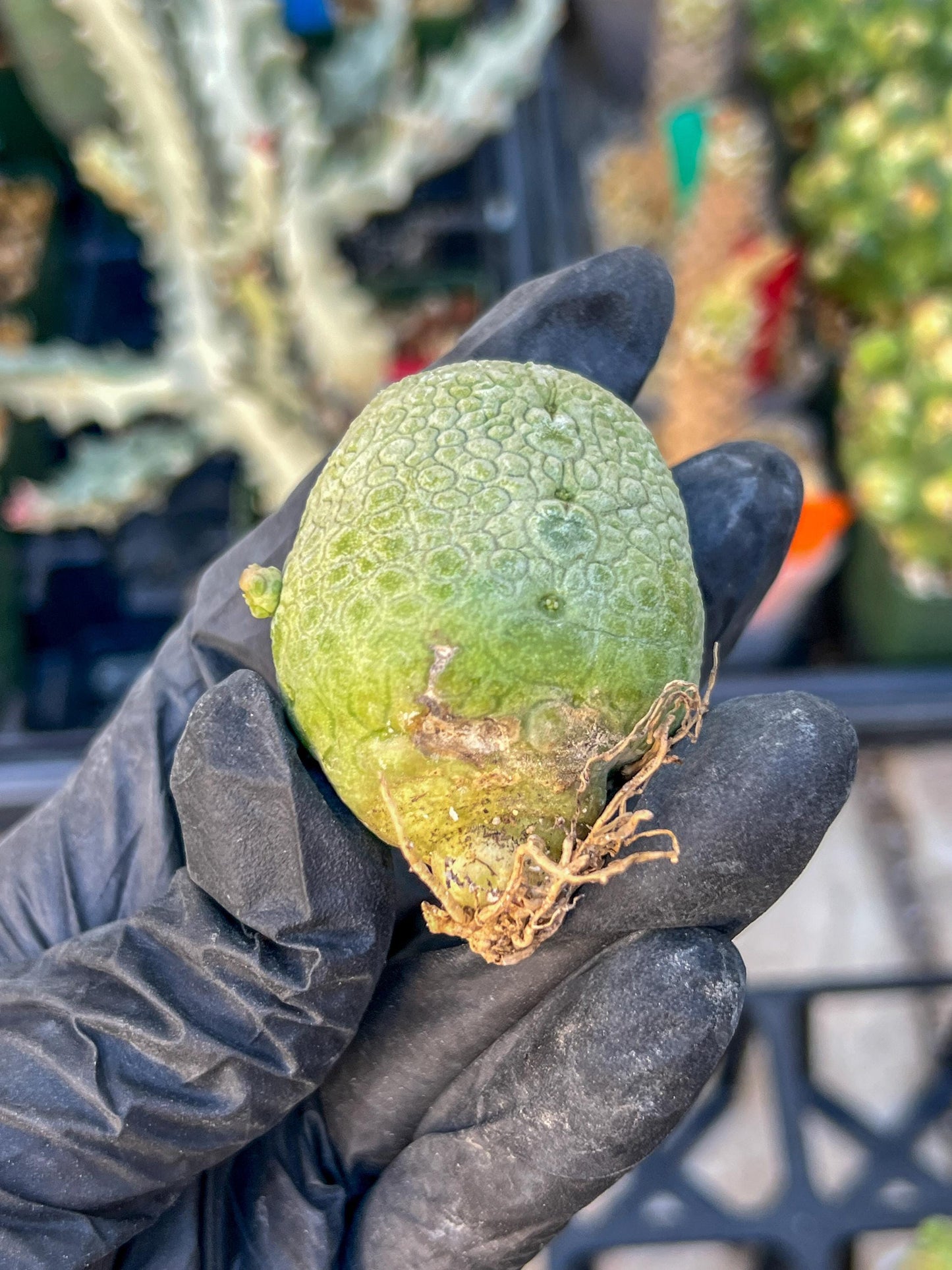 Migiurtinus Balls (#3~4) | Imported Cactus | Rare Succulent