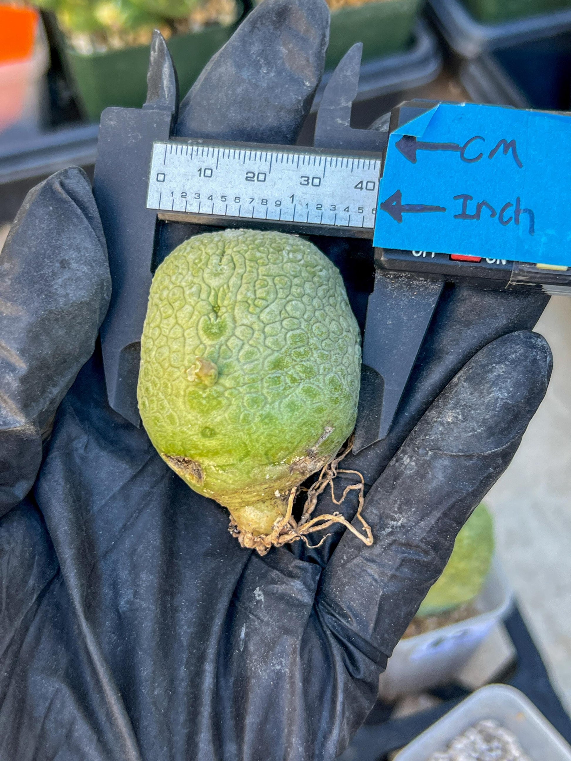 Migiurtinus Balls (#3~4) | Imported Cactus | Rare Succulent