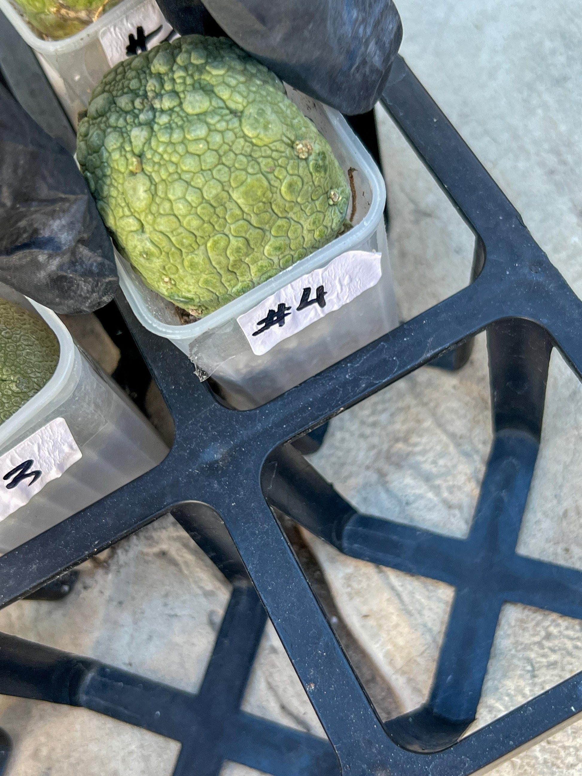 Pseudolithos Migiurtinus Balls (#4) | Imported Cactus