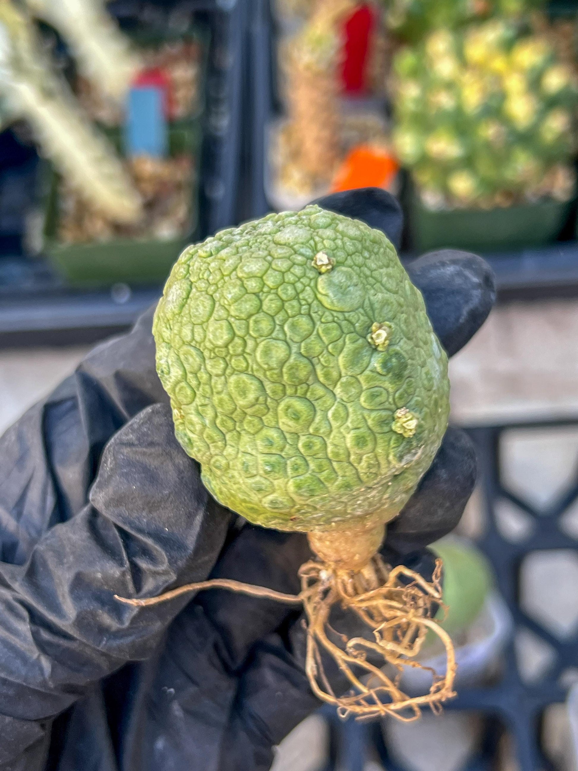 Pseudolithos Migiurtinus Balls (#4) | Imported Cactus