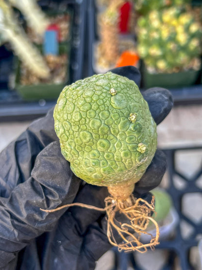 Pseudolithos Migiurtinus Balls (#4) | Imported Cactus