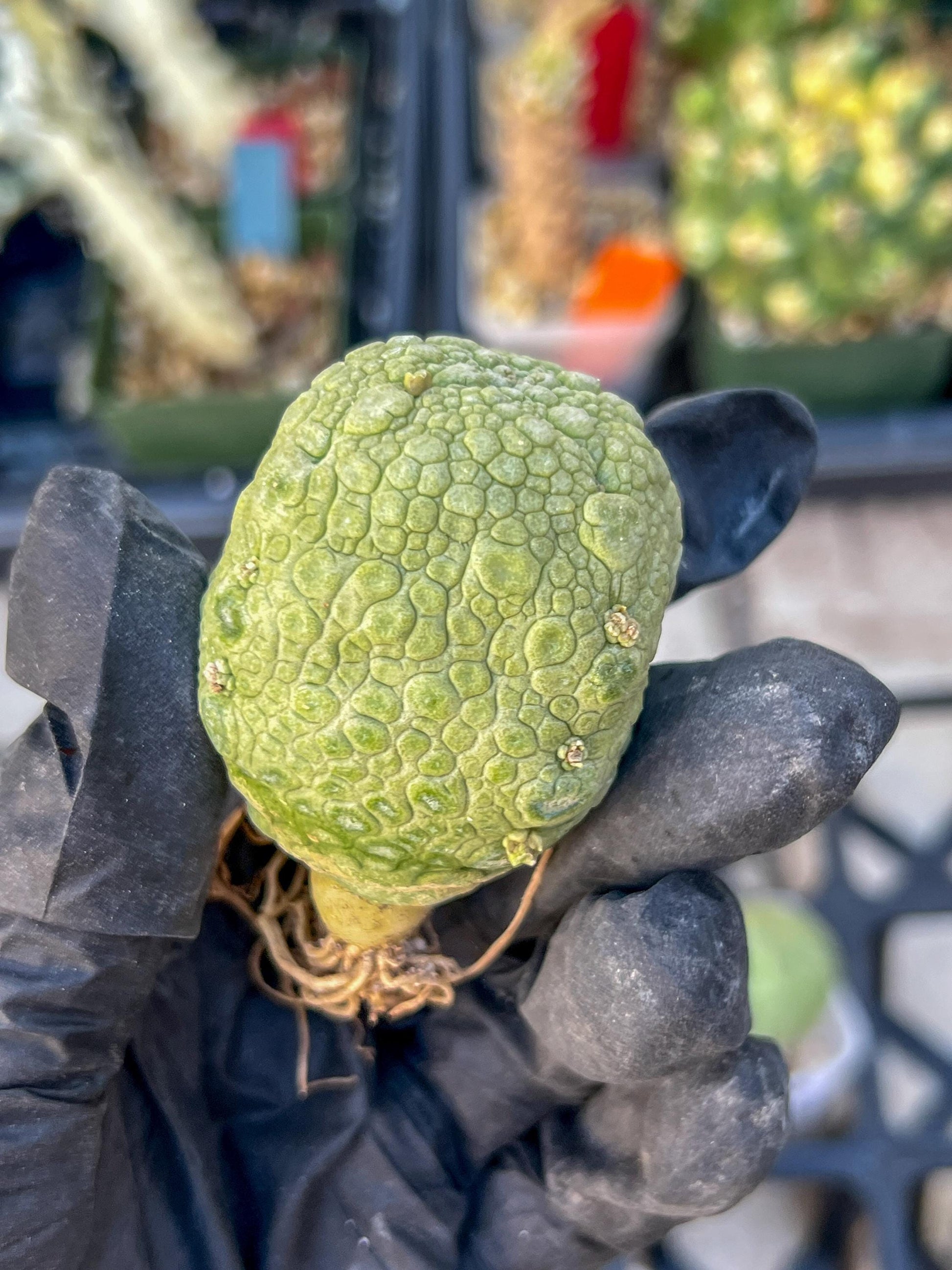 Pseudolithos Migiurtinus Balls (#4) | Imported Cactus