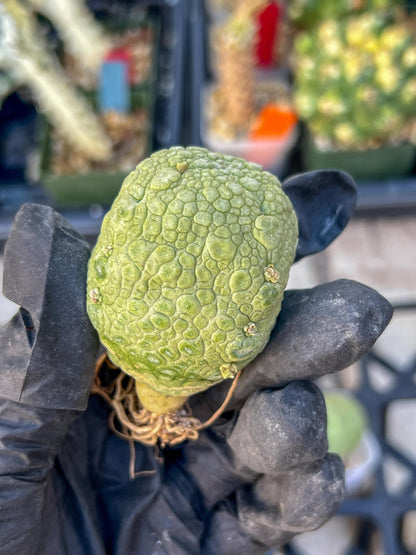 Pseudolithos Migiurtinus Balls (#4) | Imported Cactus