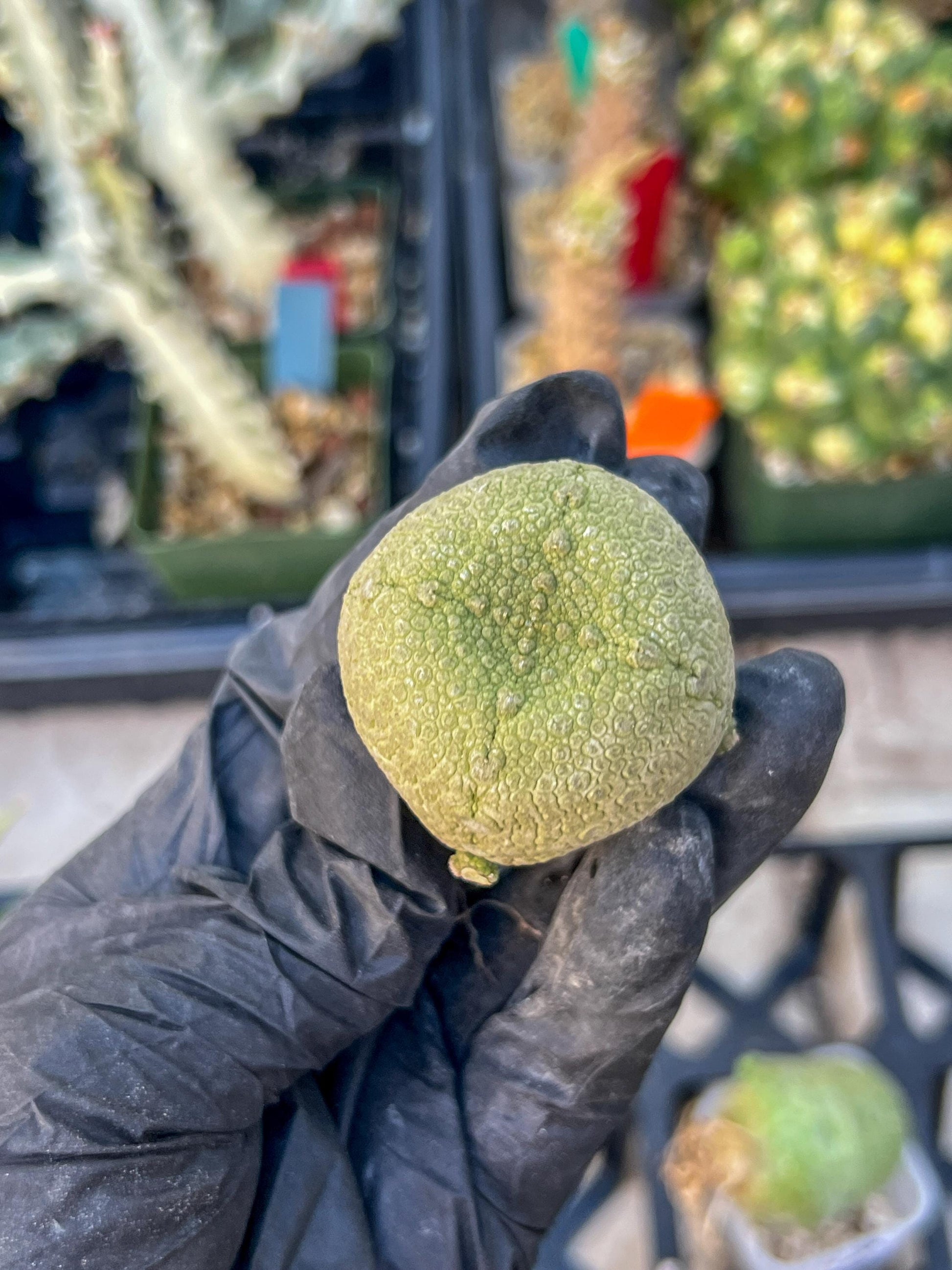 Pseudolithos Migiurtinus (#3) | Minor Scar