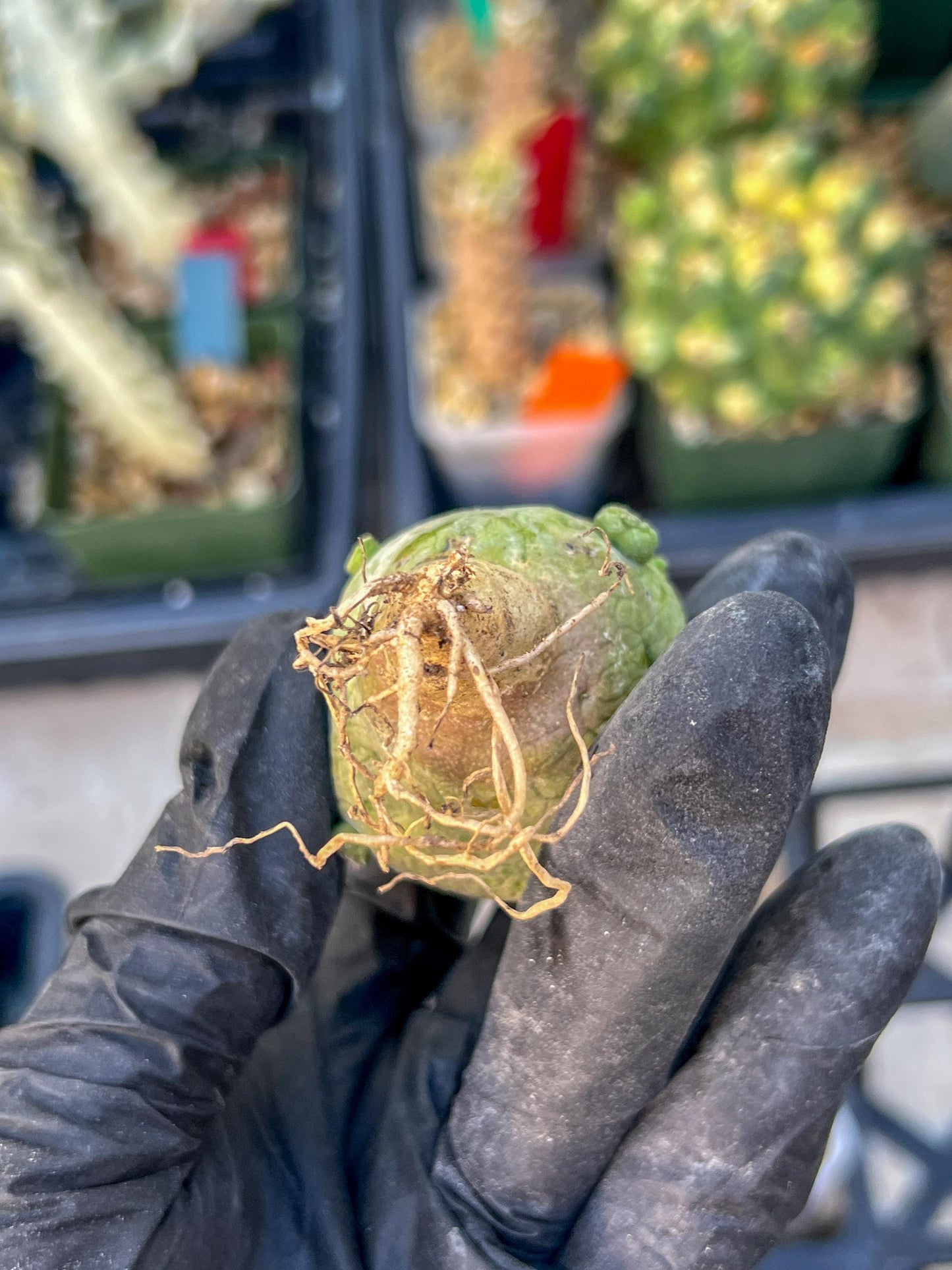 Pseudolithos Migiurtinus (#3) | Minor Scar