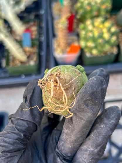 Pseudolithos Migiurtinus (#3) | Minor Scar