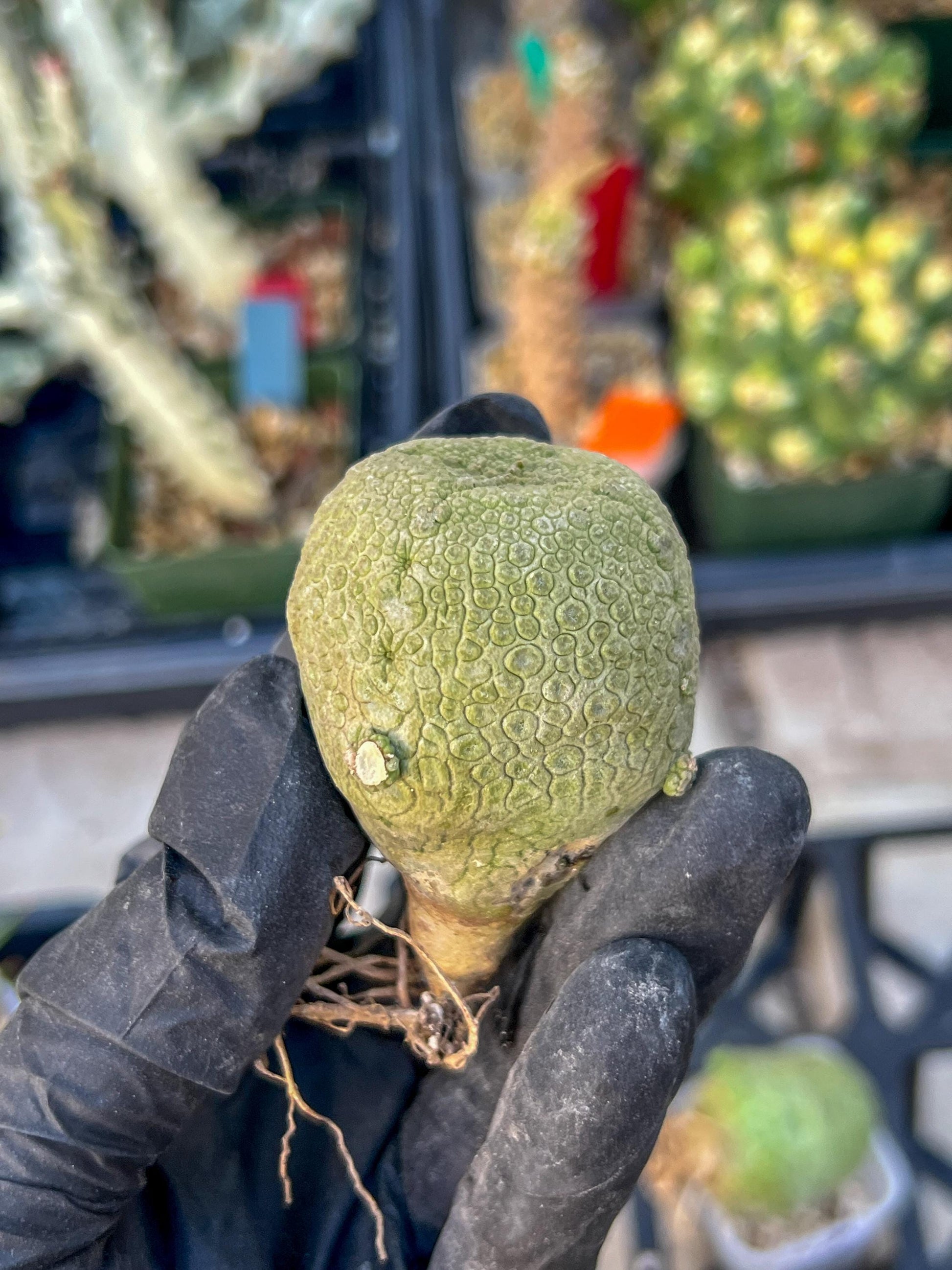 Pseudolithos Migiurtinus (#3) | Minor Scar