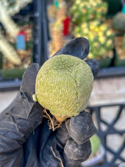 Pseudolithos Migiurtinus (#3) | Minor Scar