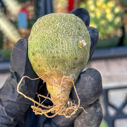 Pseudolithos Migiurtinus (#3) | Minor Scar